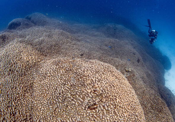 _Scientists Discover Massive Coral Larger Than a Blue Whale in the Southwest Pacific Ocean_ Implications for Climate Change and Coral Conservation_