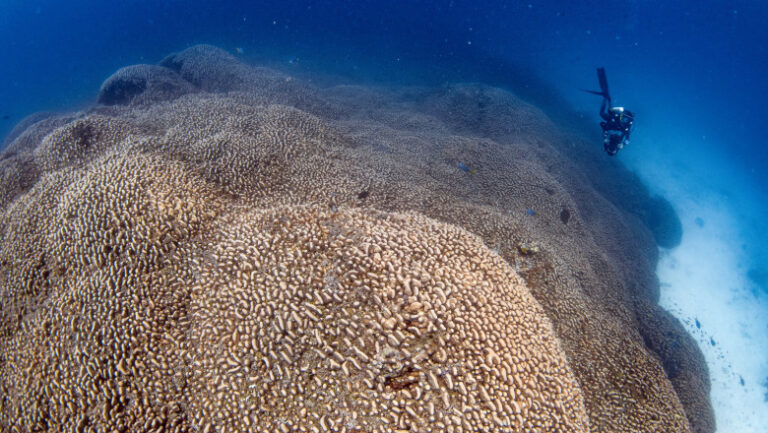 _Scientists Discover Massive Coral Larger Than a Blue Whale in the Southwest Pacific Ocean_ Implications for Climate Change and Coral Conservation_