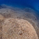 _Scientists Discover Massive Coral Larger Than a Blue Whale in the Southwest Pacific Ocean_ Implications for Climate Change and Coral Conservation_